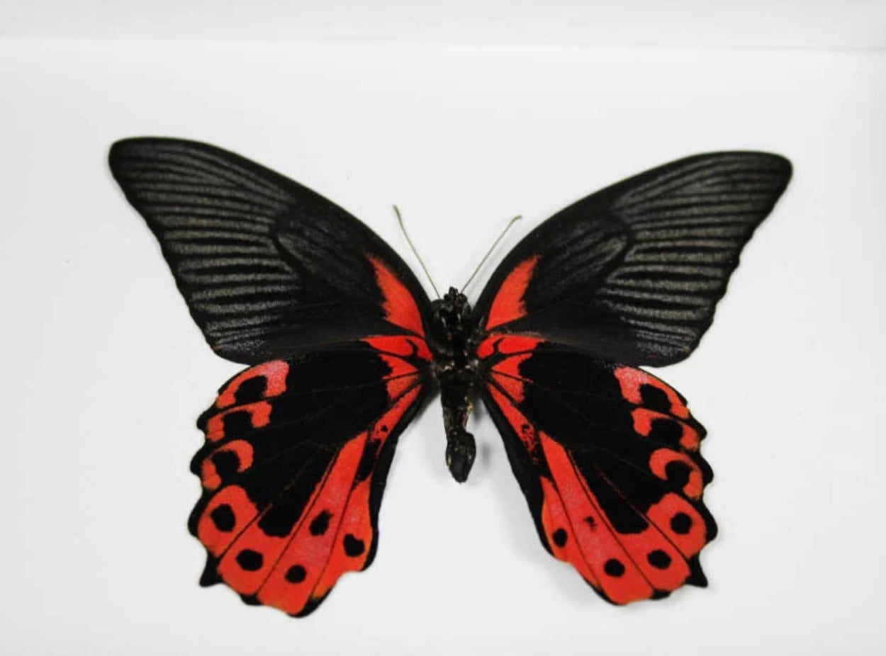 Scarlet Mormon Frame