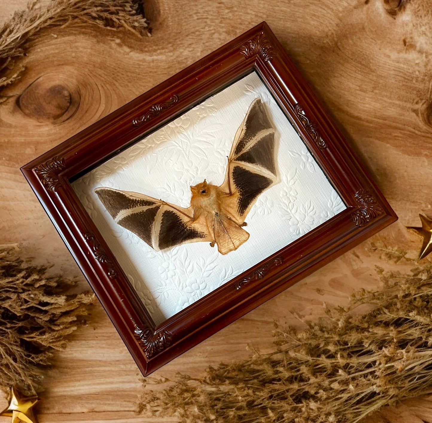 Karivoula picta Bat Frame