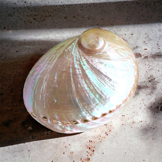 Silver White Abalone Shell