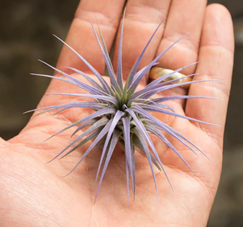 Air Plant