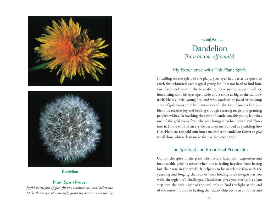 Divine Nature of Plants by Laura Aversano