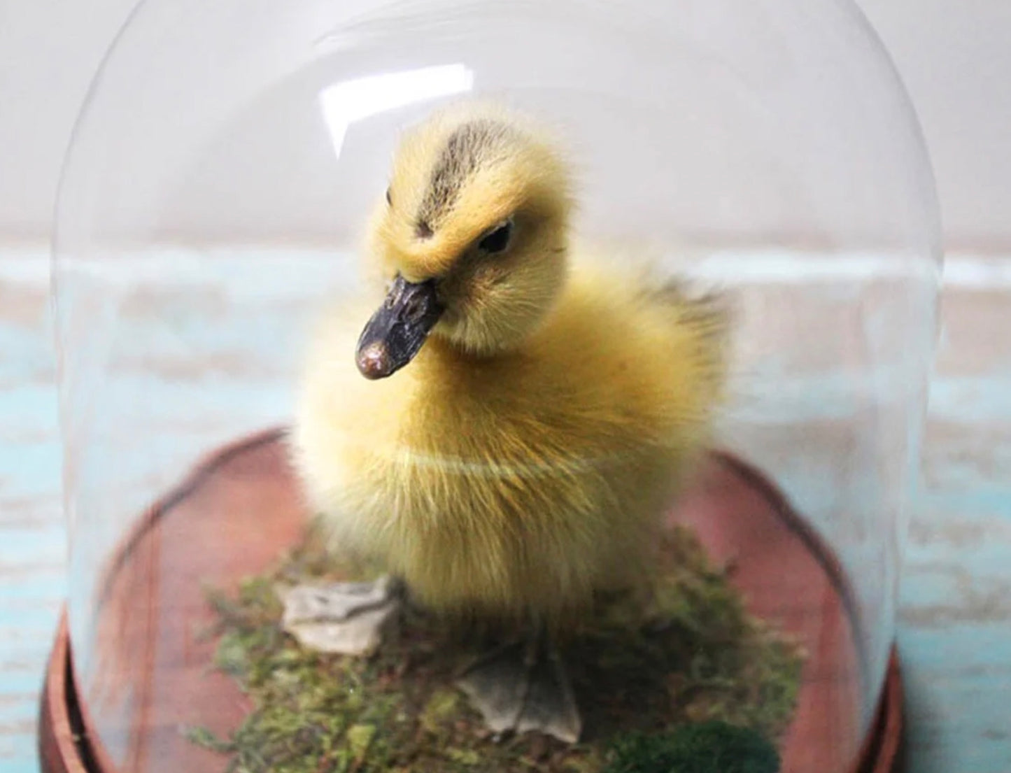 433 Duckling dome