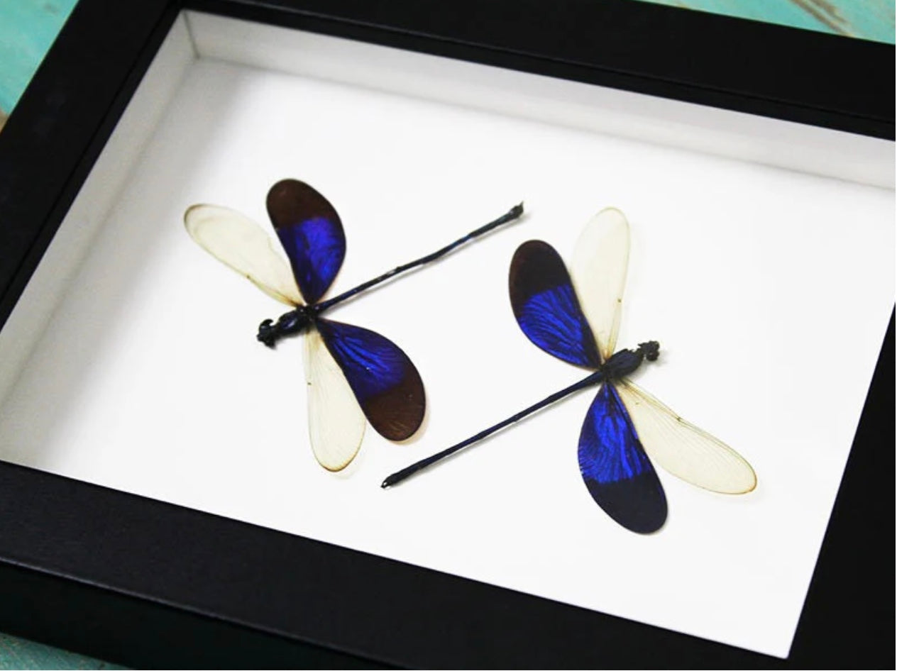 Double Blue Dragonfly Frame