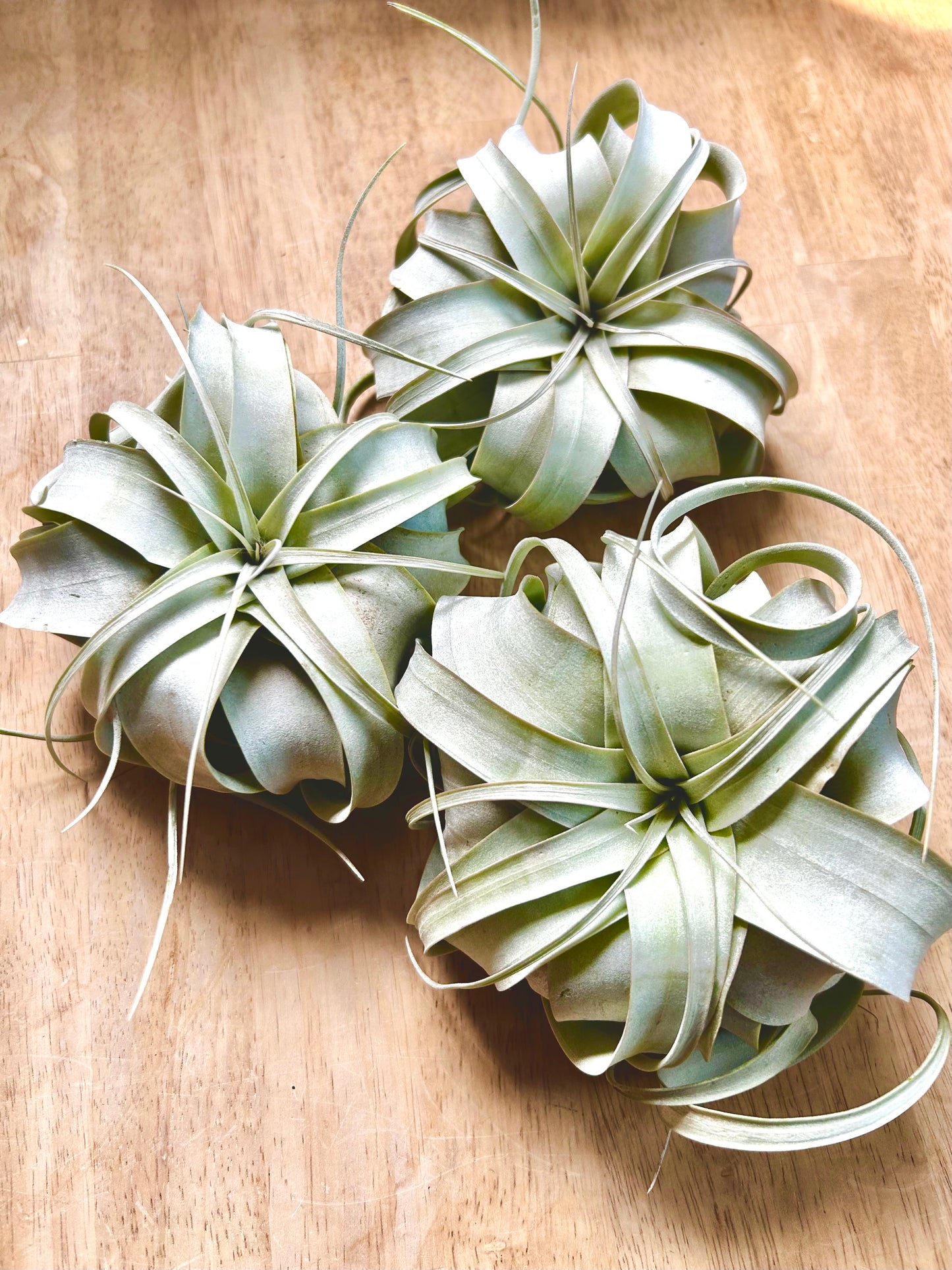XL Air Plant - Xerographica