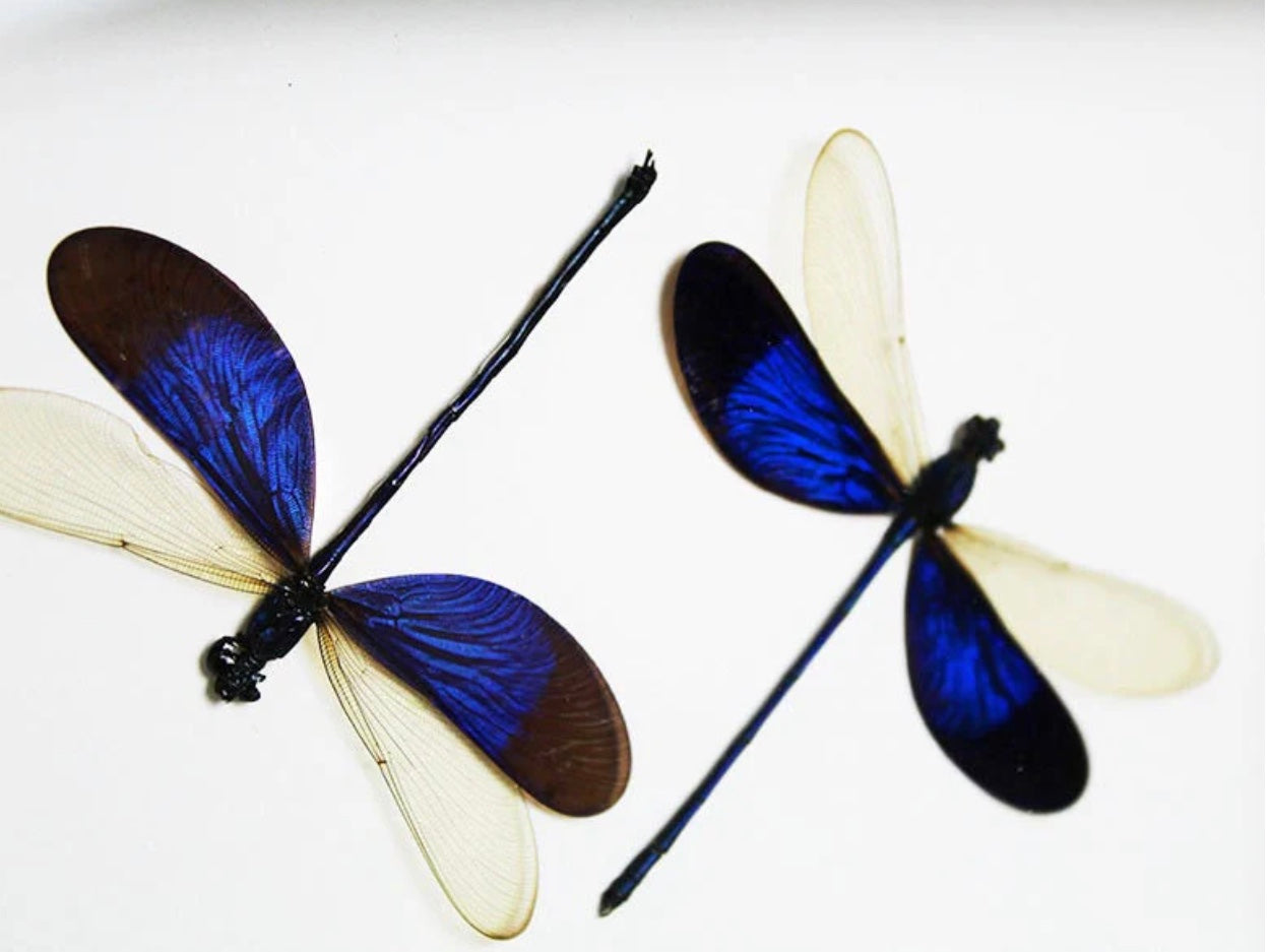 Double Blue Dragonfly Frame