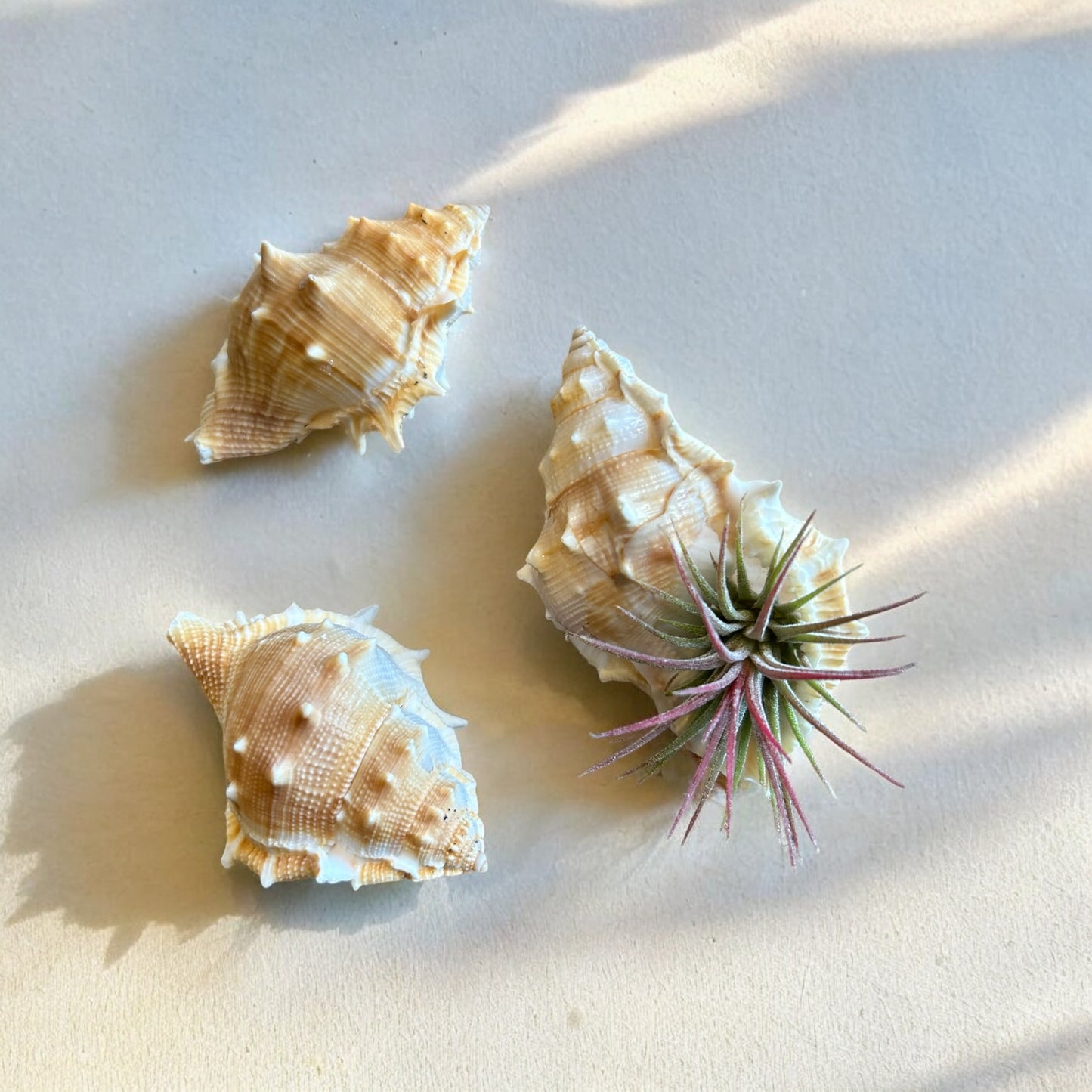 Bursa Rana Shell