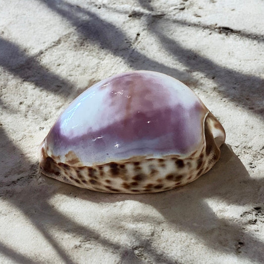 Purple Tiger Cowrie Shell