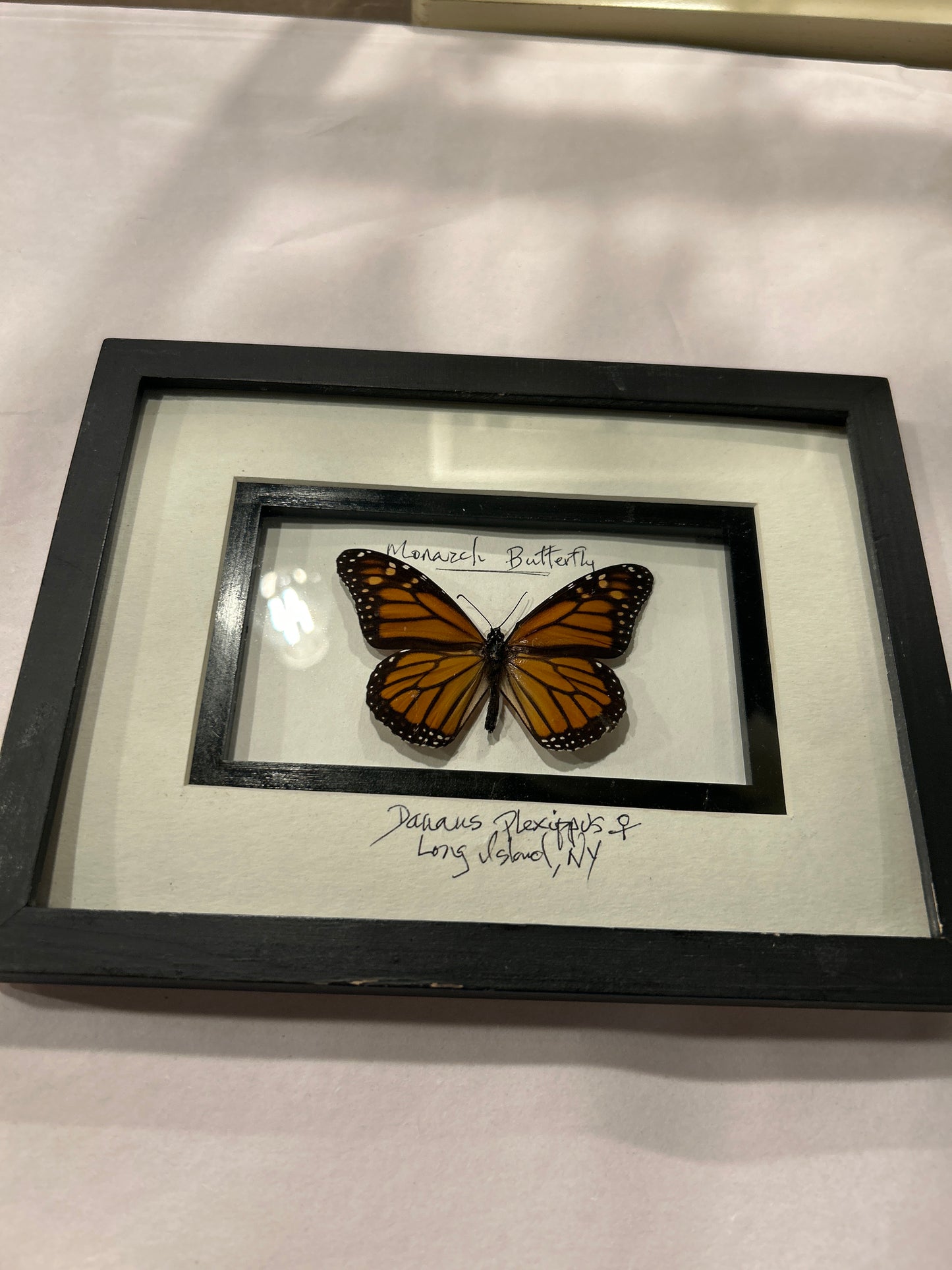 INC46 - Monarch Butterfly Frame