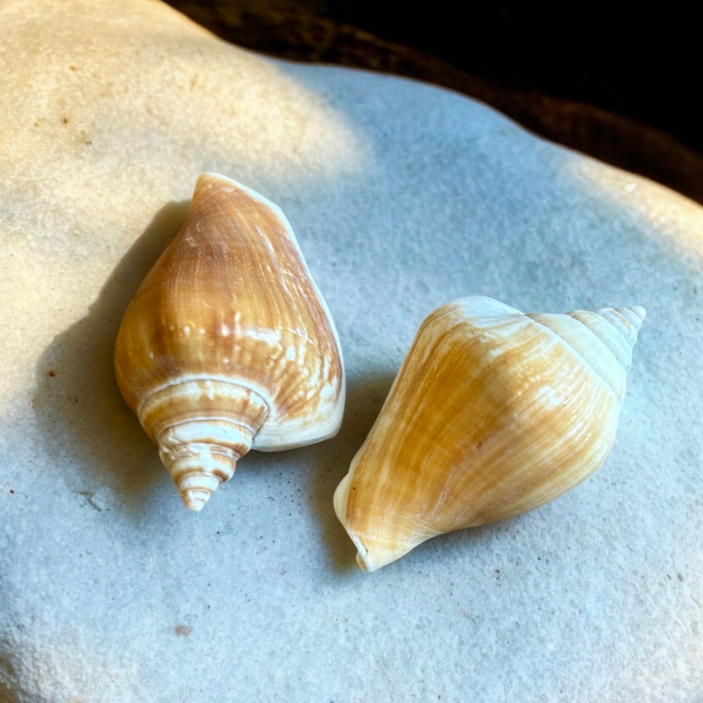 Strombus canarium shell