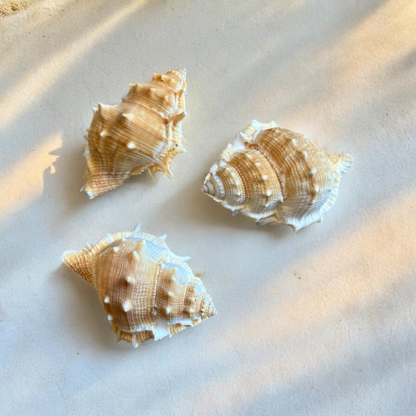 Bursa Rana Shell
