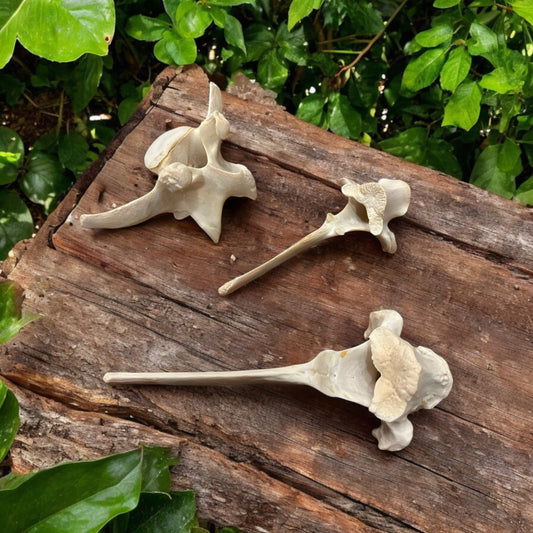 Deer / Hog Vertebrae Bone