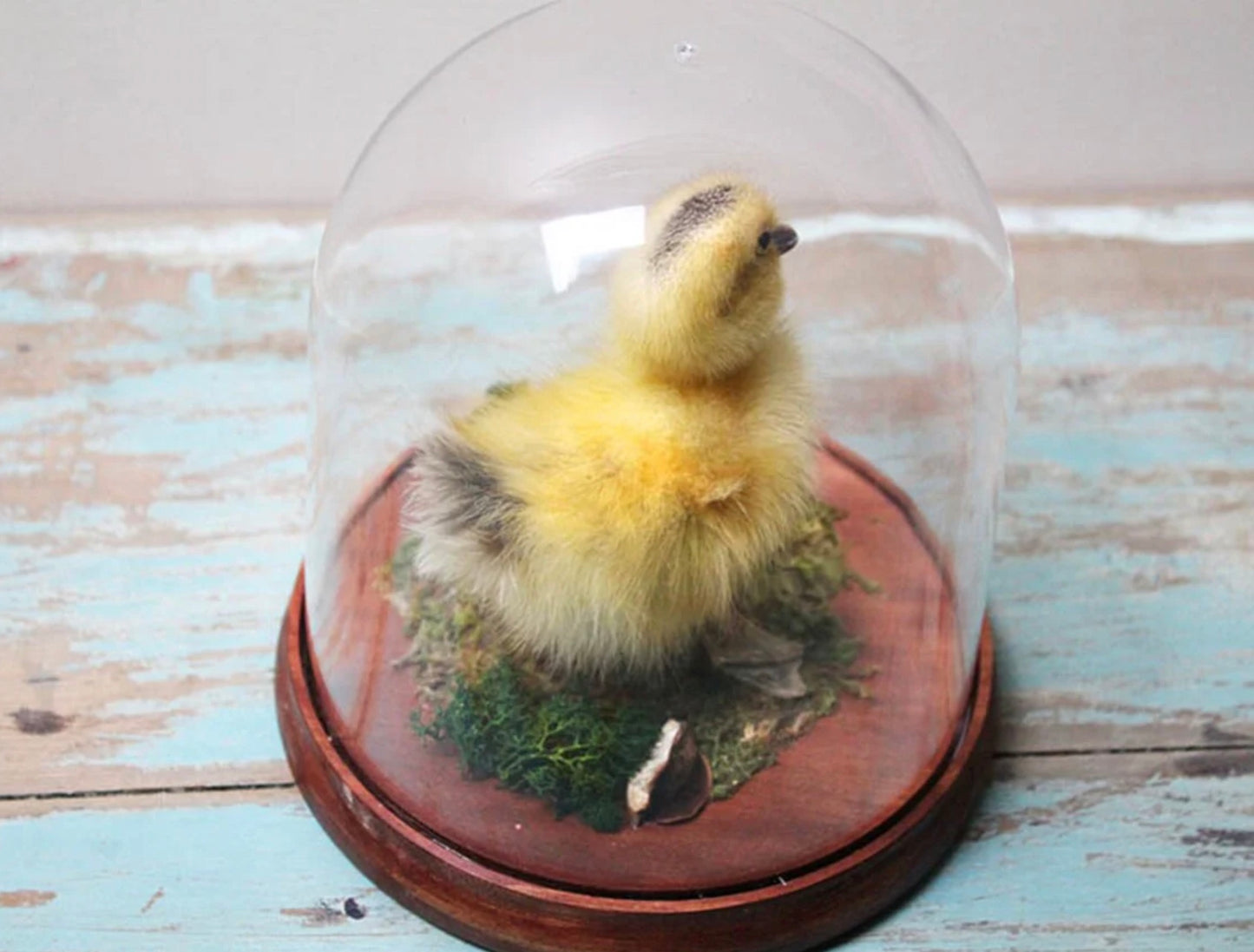 433 Duckling dome