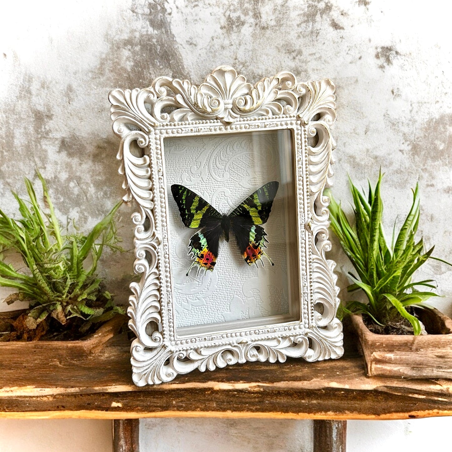 Sunset Moth Frame