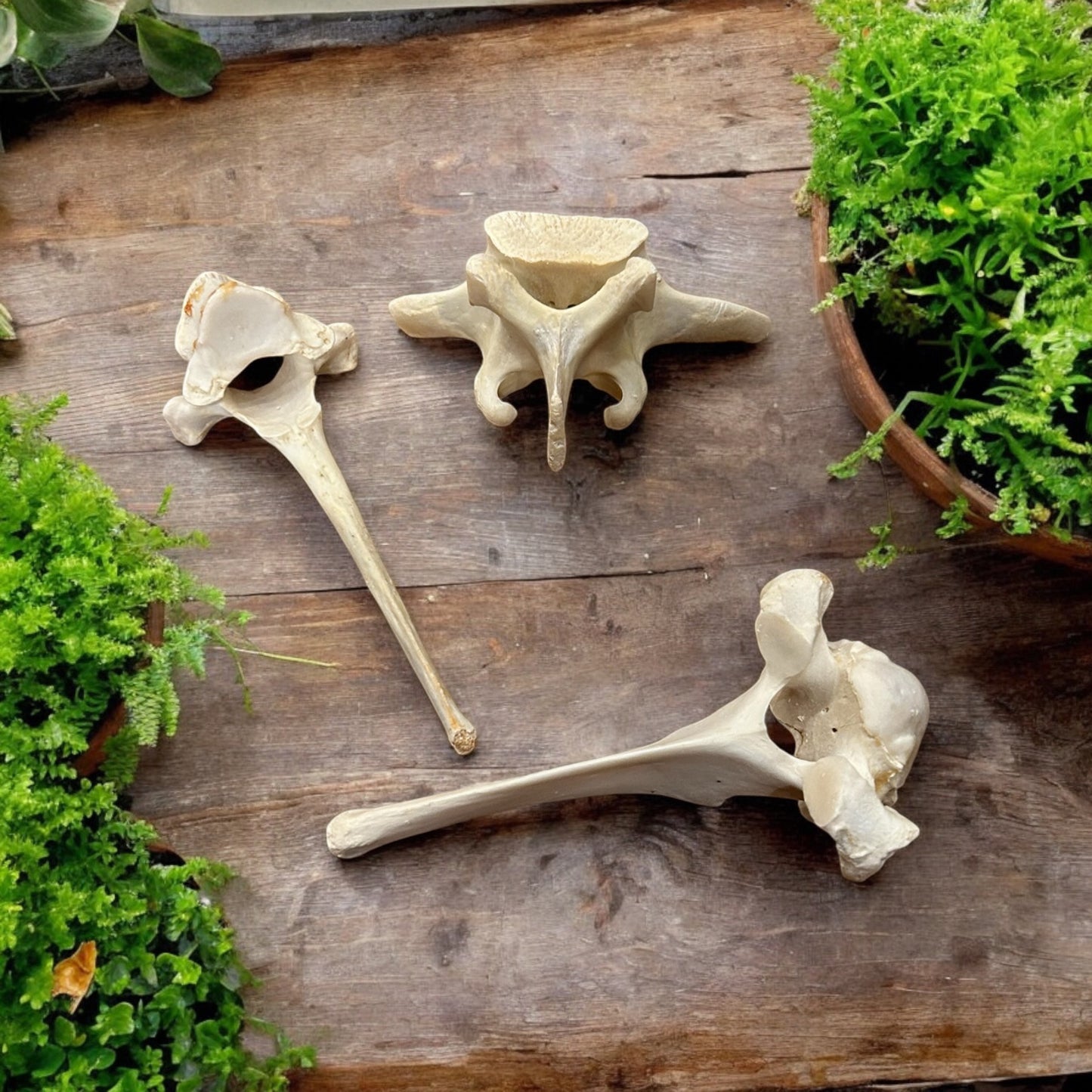 Deer / Hog Vertebrae Bone