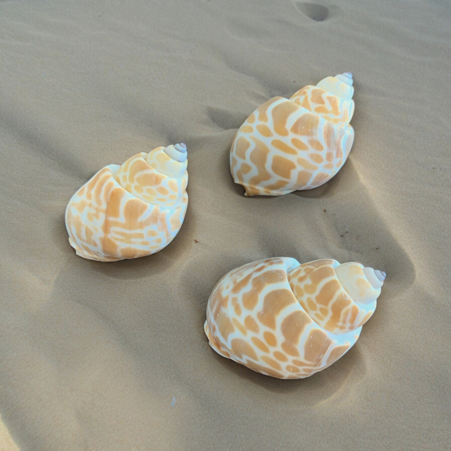 Babylonia spirata Shell