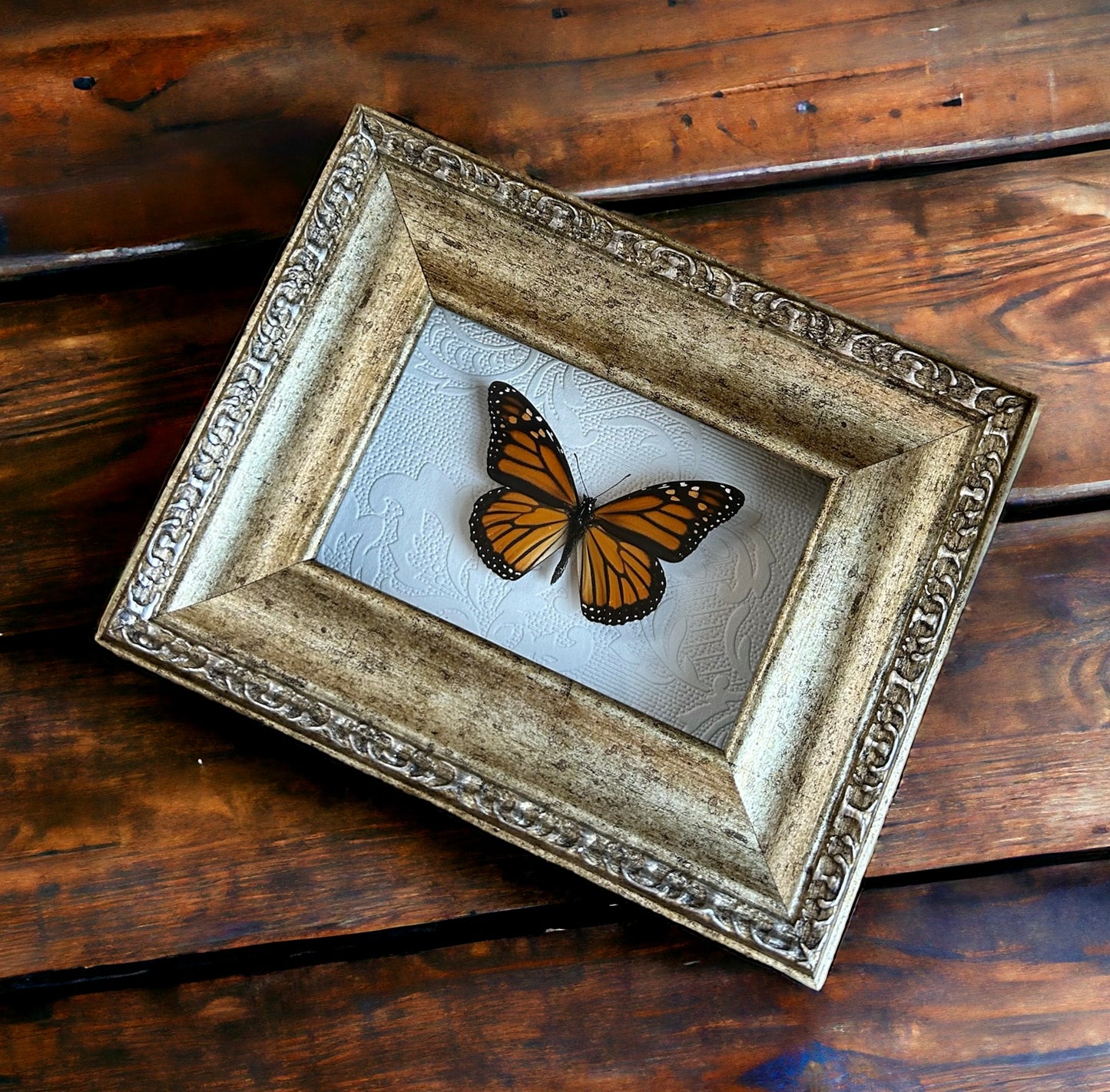 Monarch Butterfly Frame #2