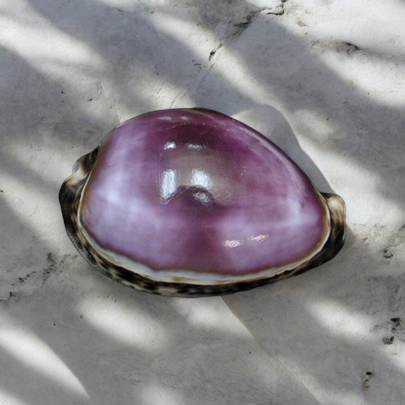 Purple Tiger Cowrie Shell