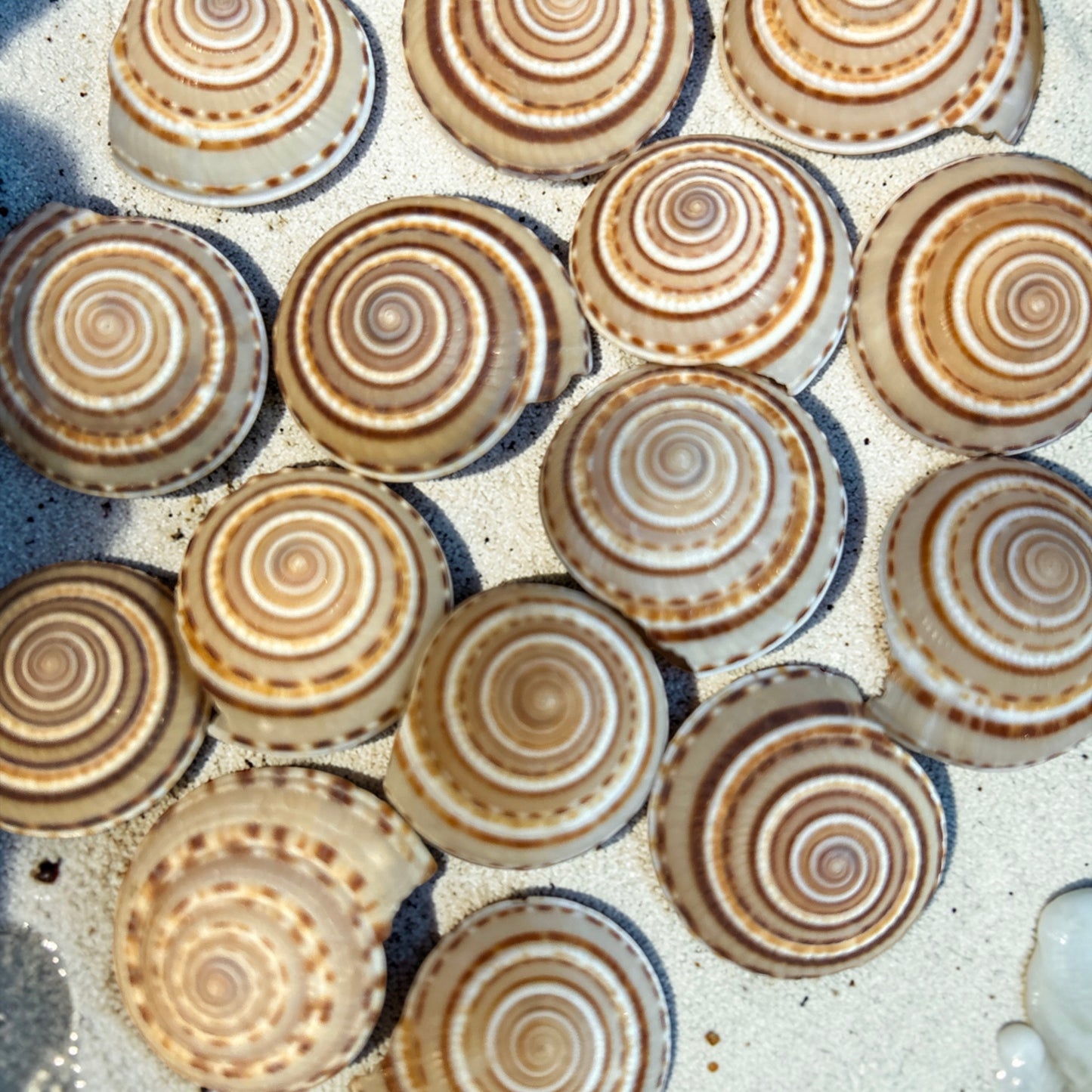 Sundial Snail Shell