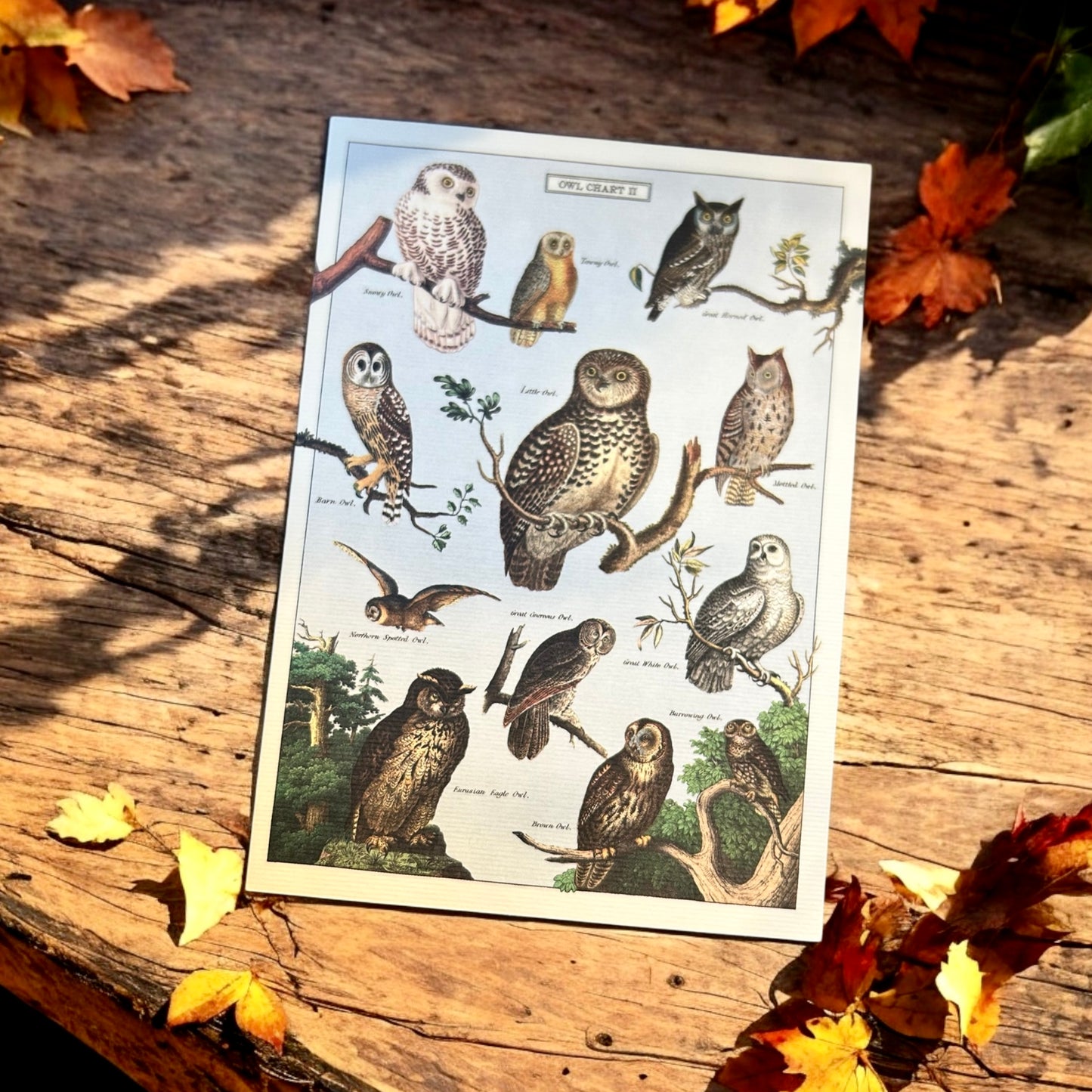 Cavallini Postcard