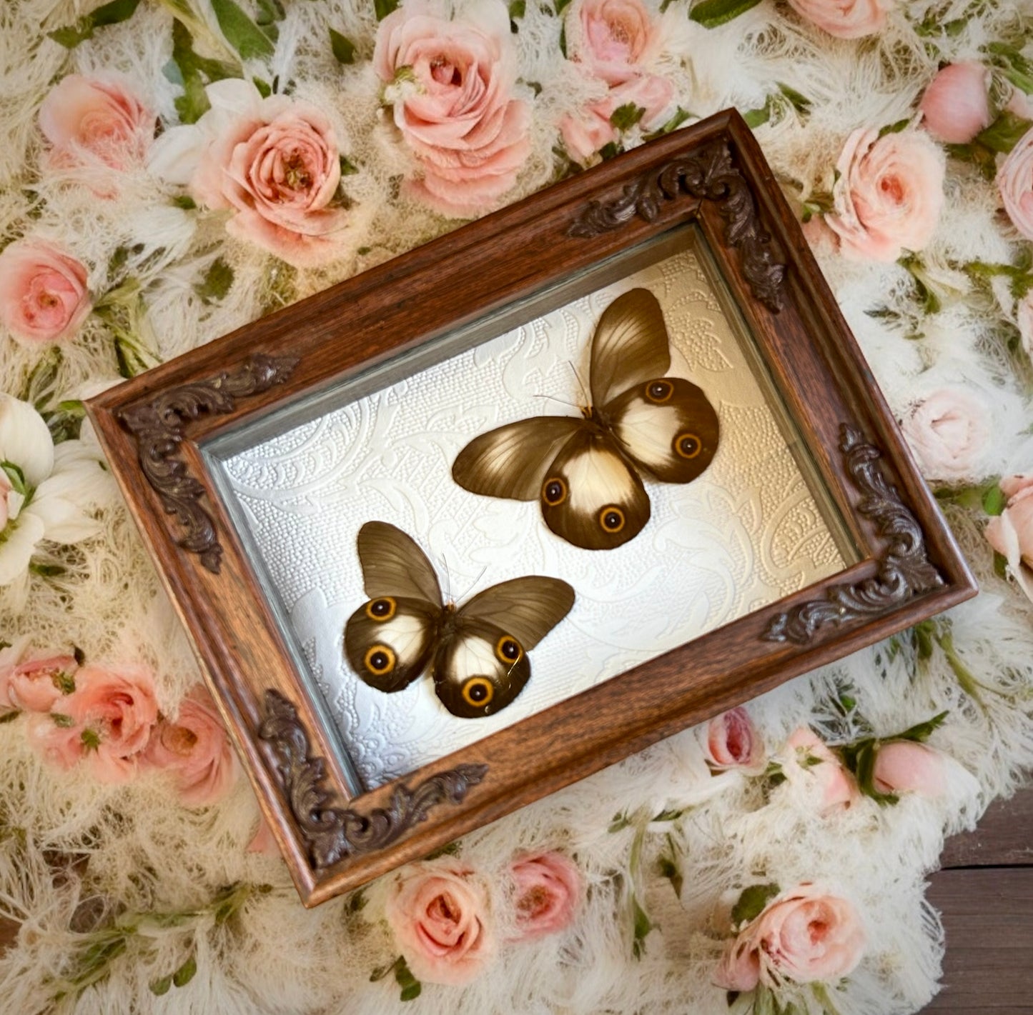 Double Owl Face Butterfly Frame