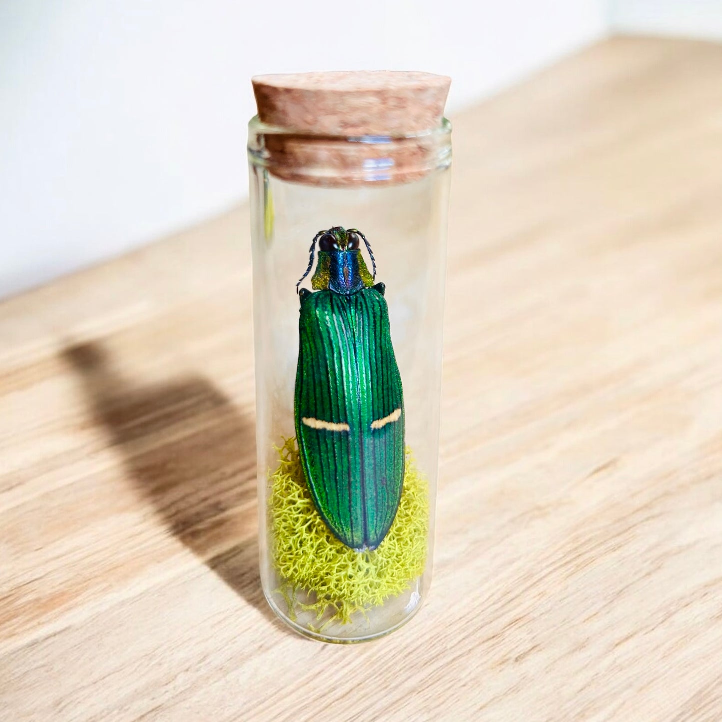 XL Green Striped Jewel Beetles - Catoxantha opulenta