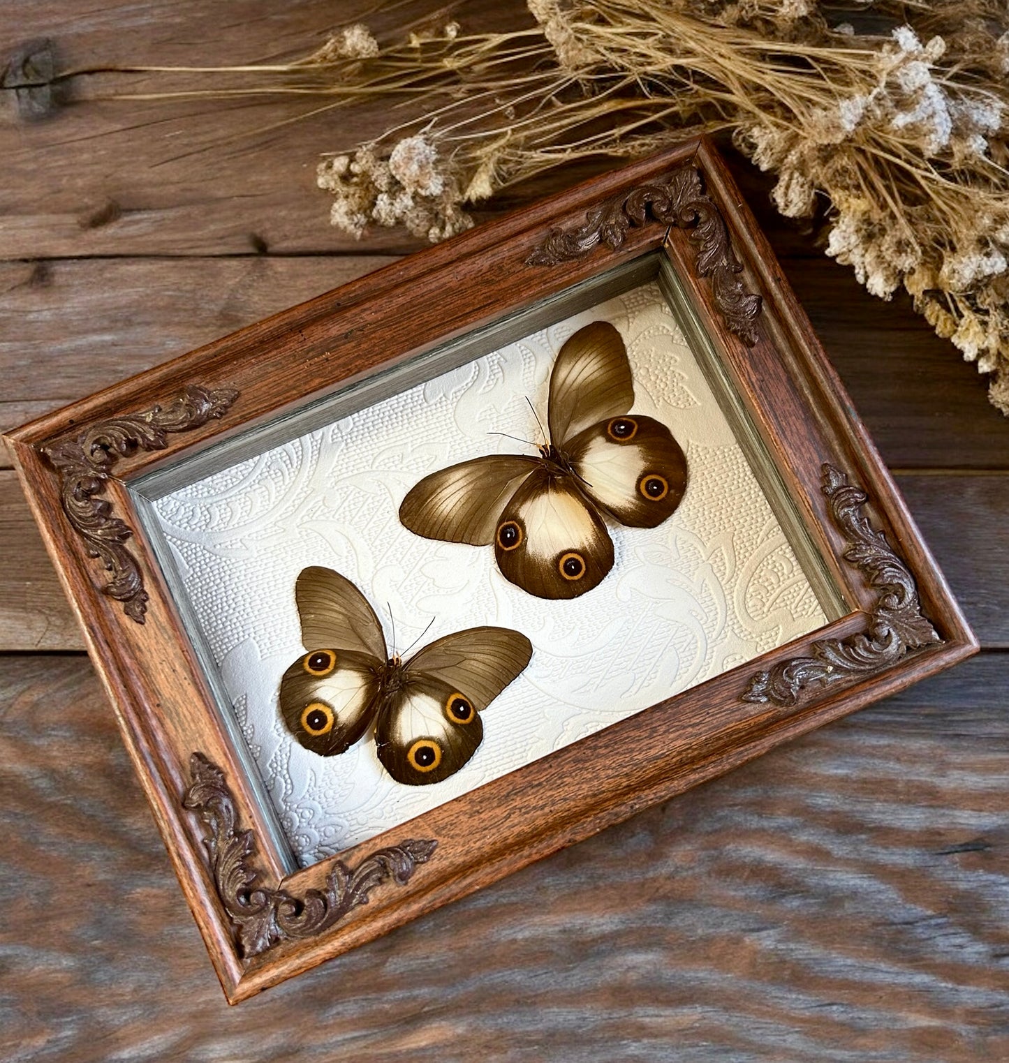Double Owl Face Butterfly Frame