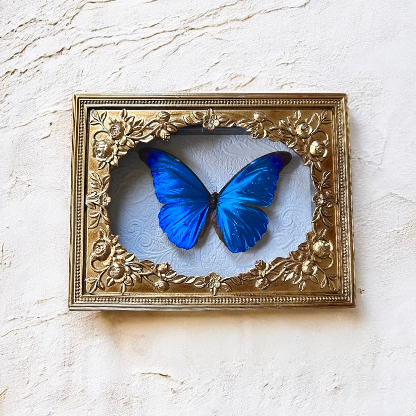 Morpho rhetenor Butterfly Frame