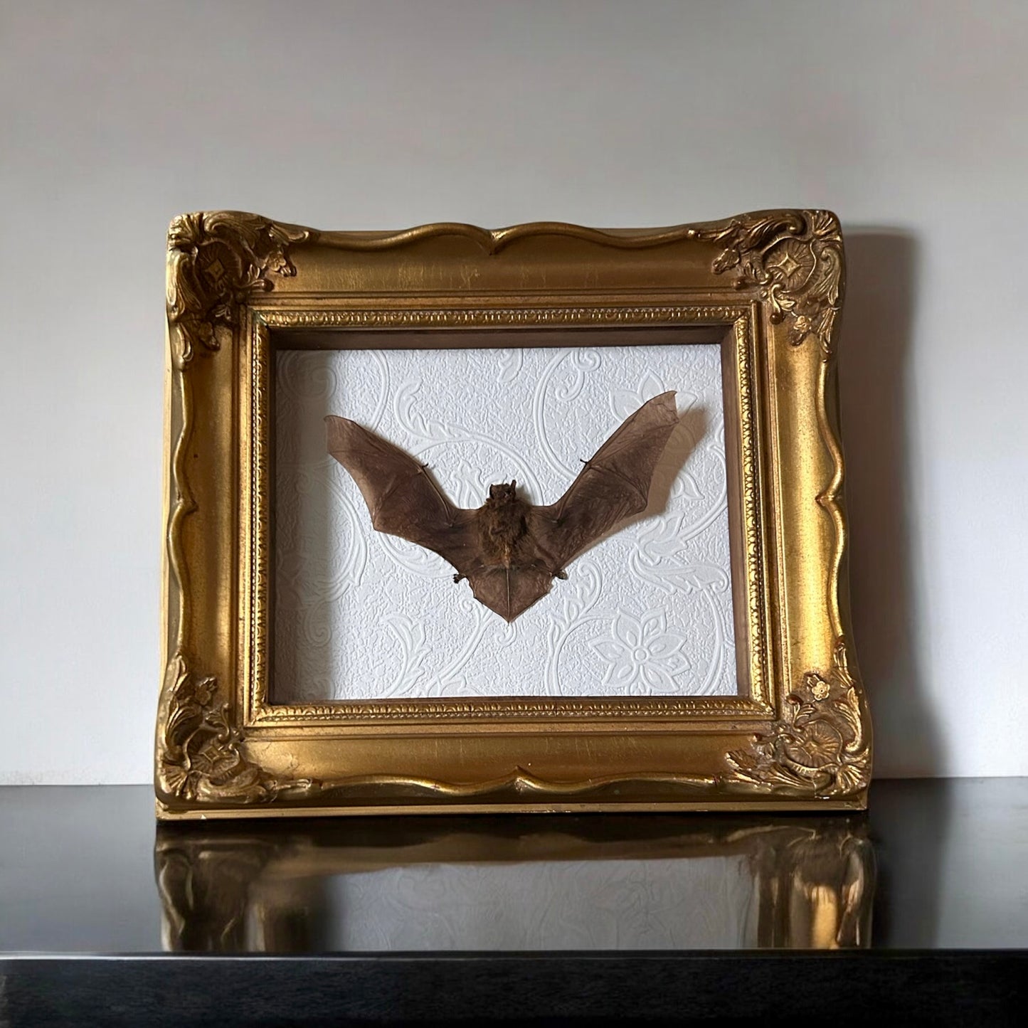 Pipistrells Fruit Bat with Vintage Frame