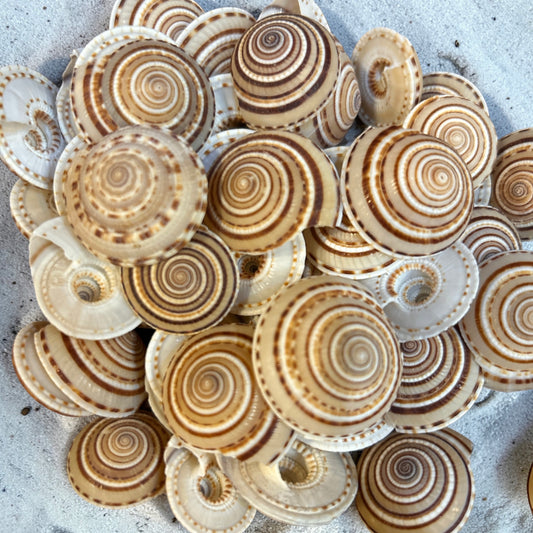 Sundial Snail Shell