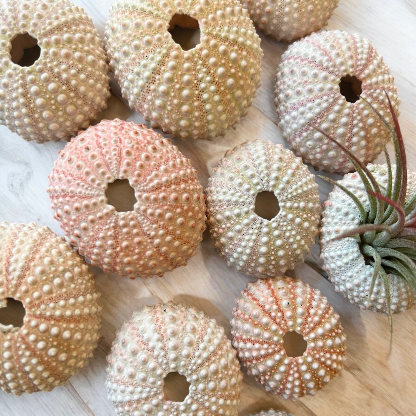 Tiny Pink Sea Urchin Air Plant Holder Shell