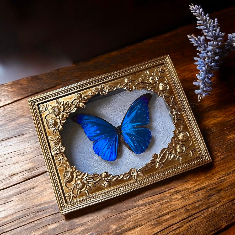 Morpho rhetenor Butterfly Frame