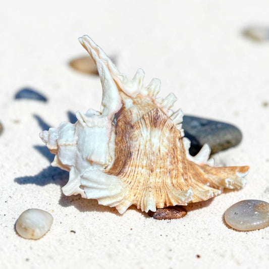 Murex Shell - Medium