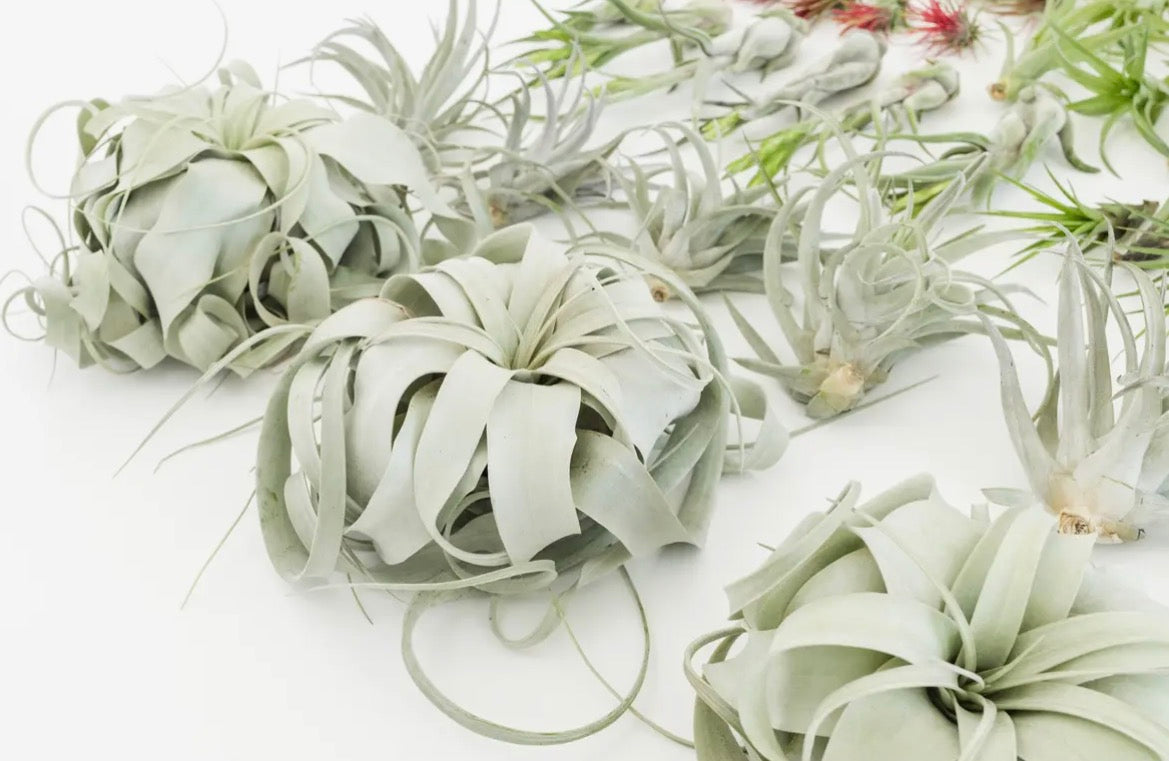 Air Plant
