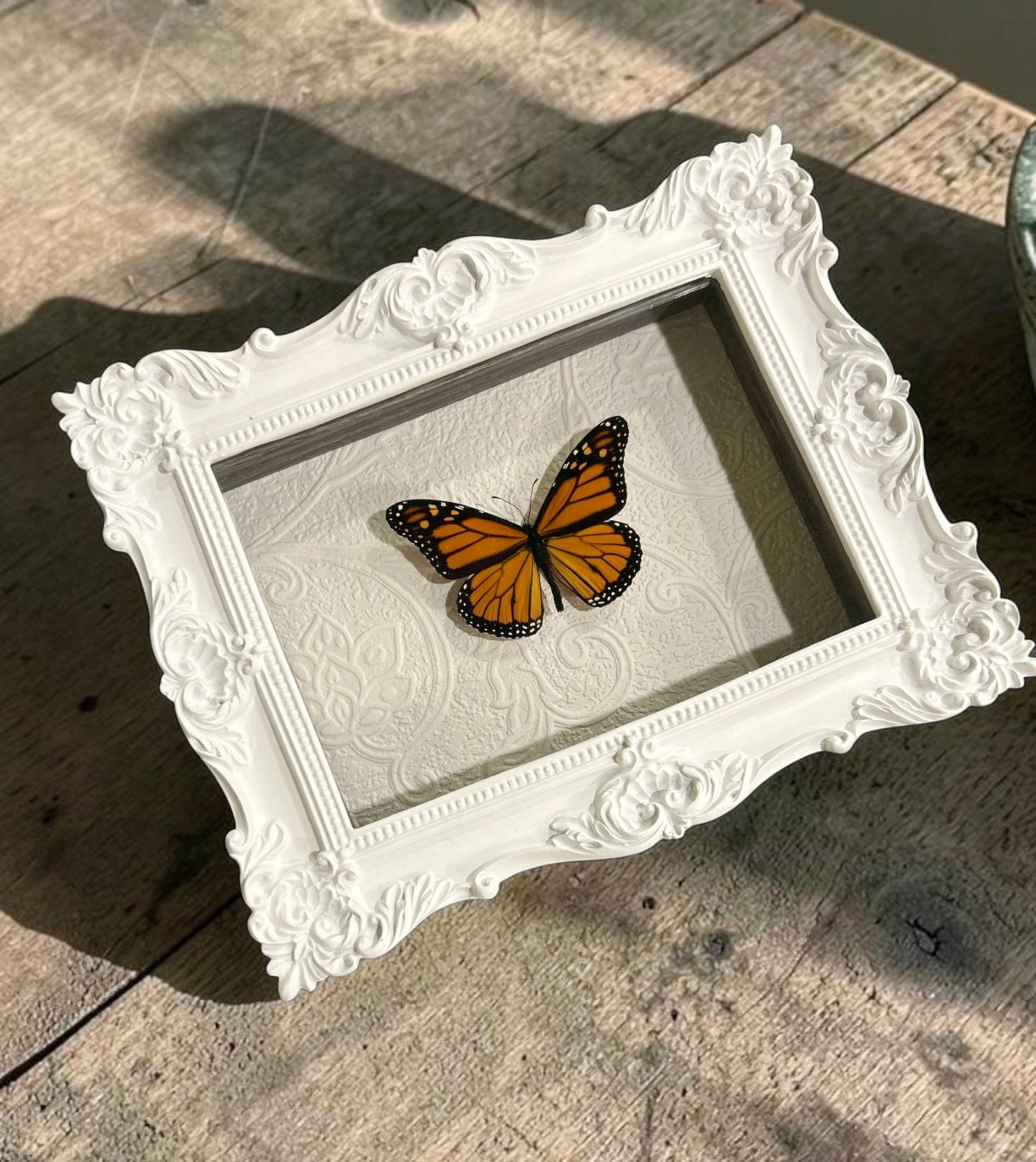 Monarch Butterfly Frame
