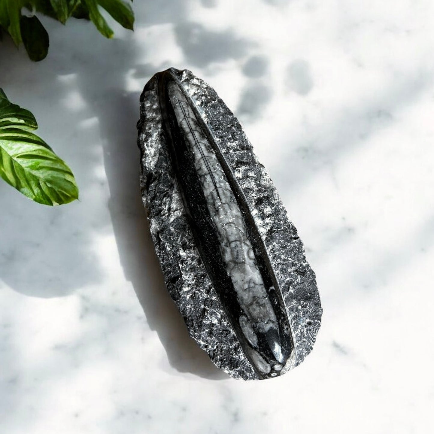 Orthoceras Fossilized Squid on Rock