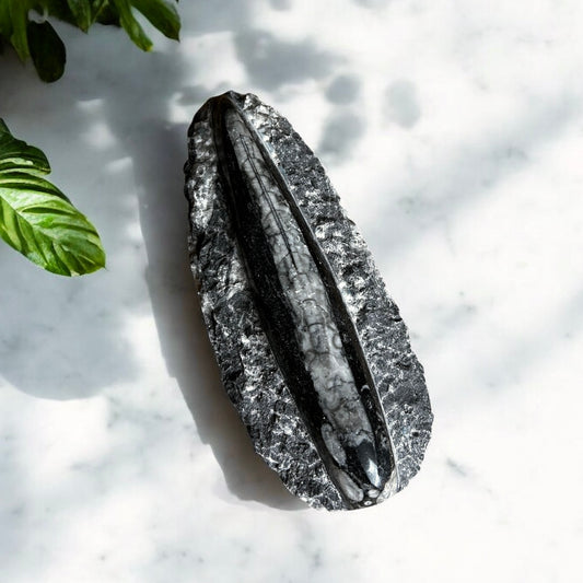 Orthoceras Fossilized Squid on Rock