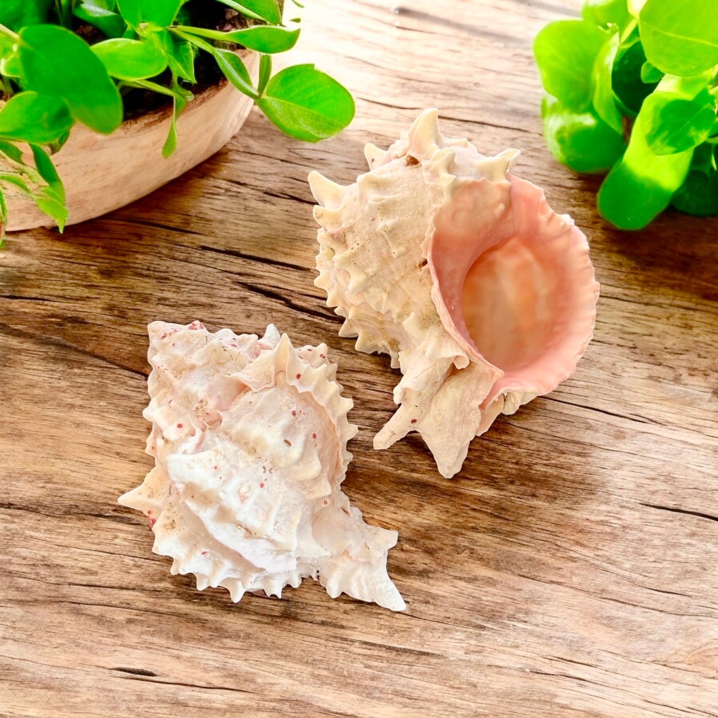 Murex Shell - Medium