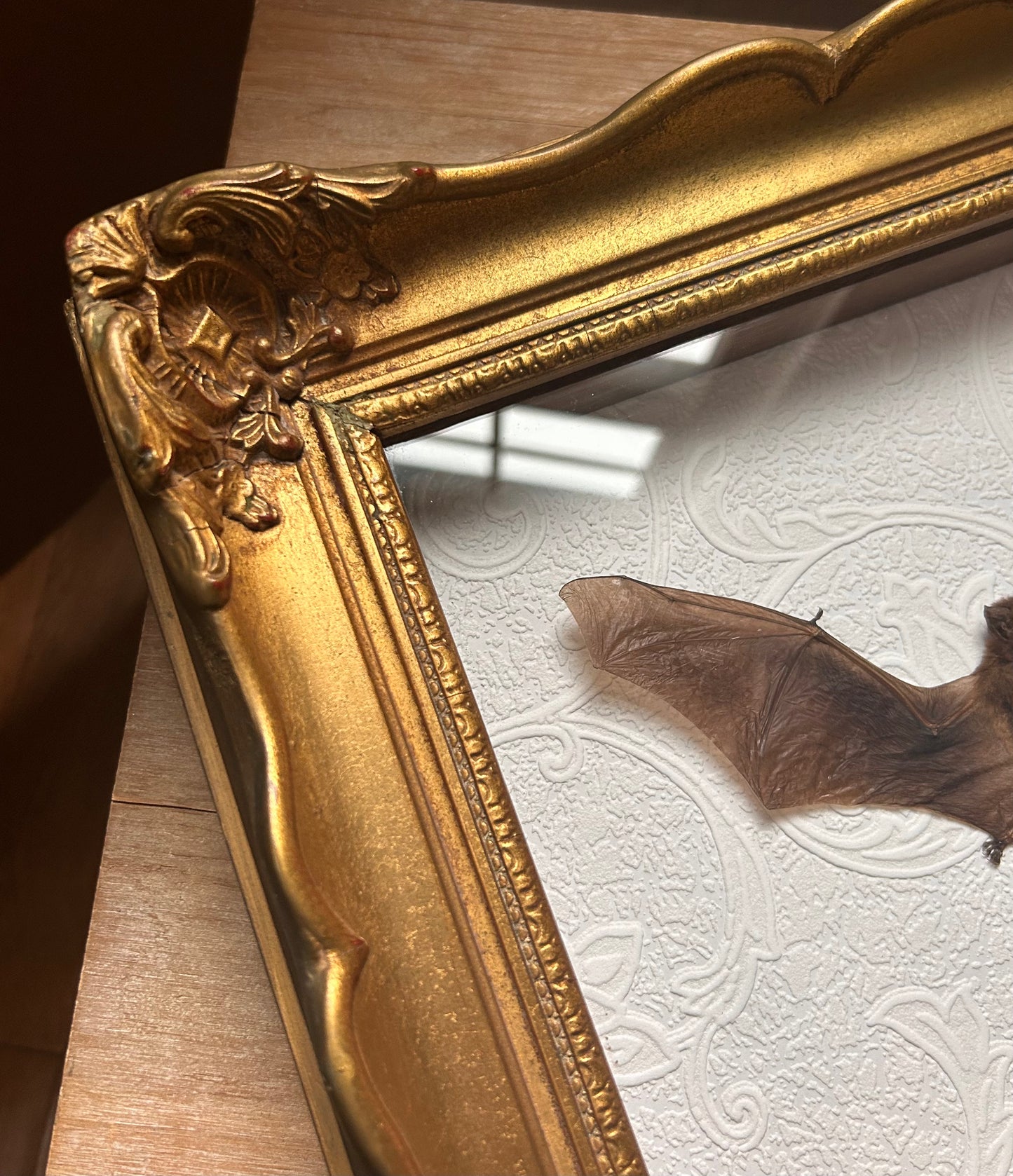 Pipistrells Fruit Bat with Vintage Frame