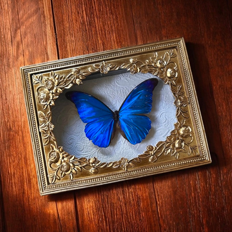 Morpho rhetenor Butterfly Frame