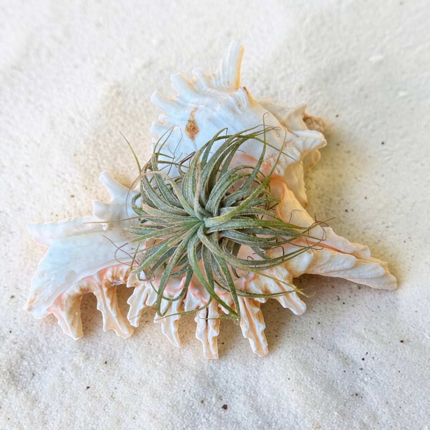 Murex Shell - Medium