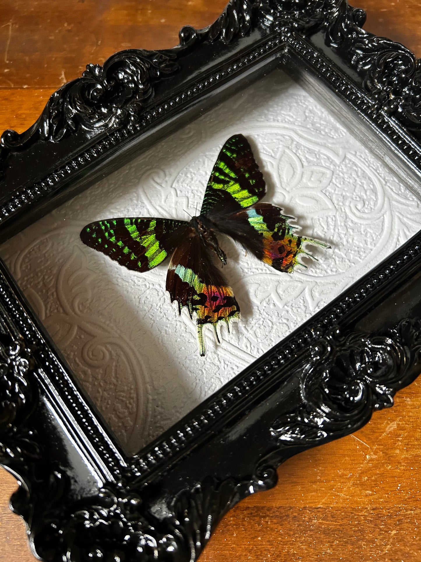 Sunset Moth Frame