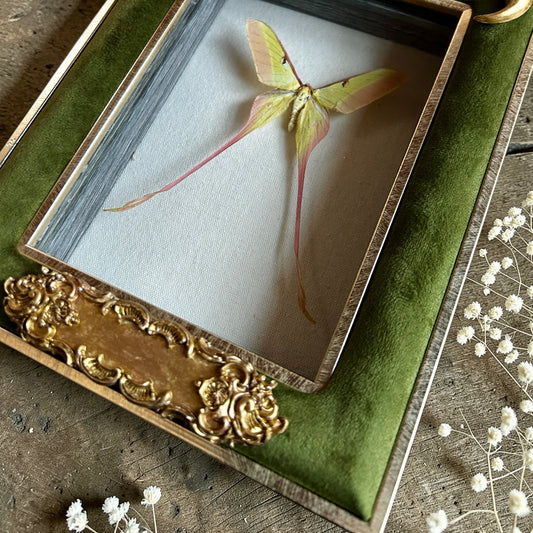 Moon Moth Frame