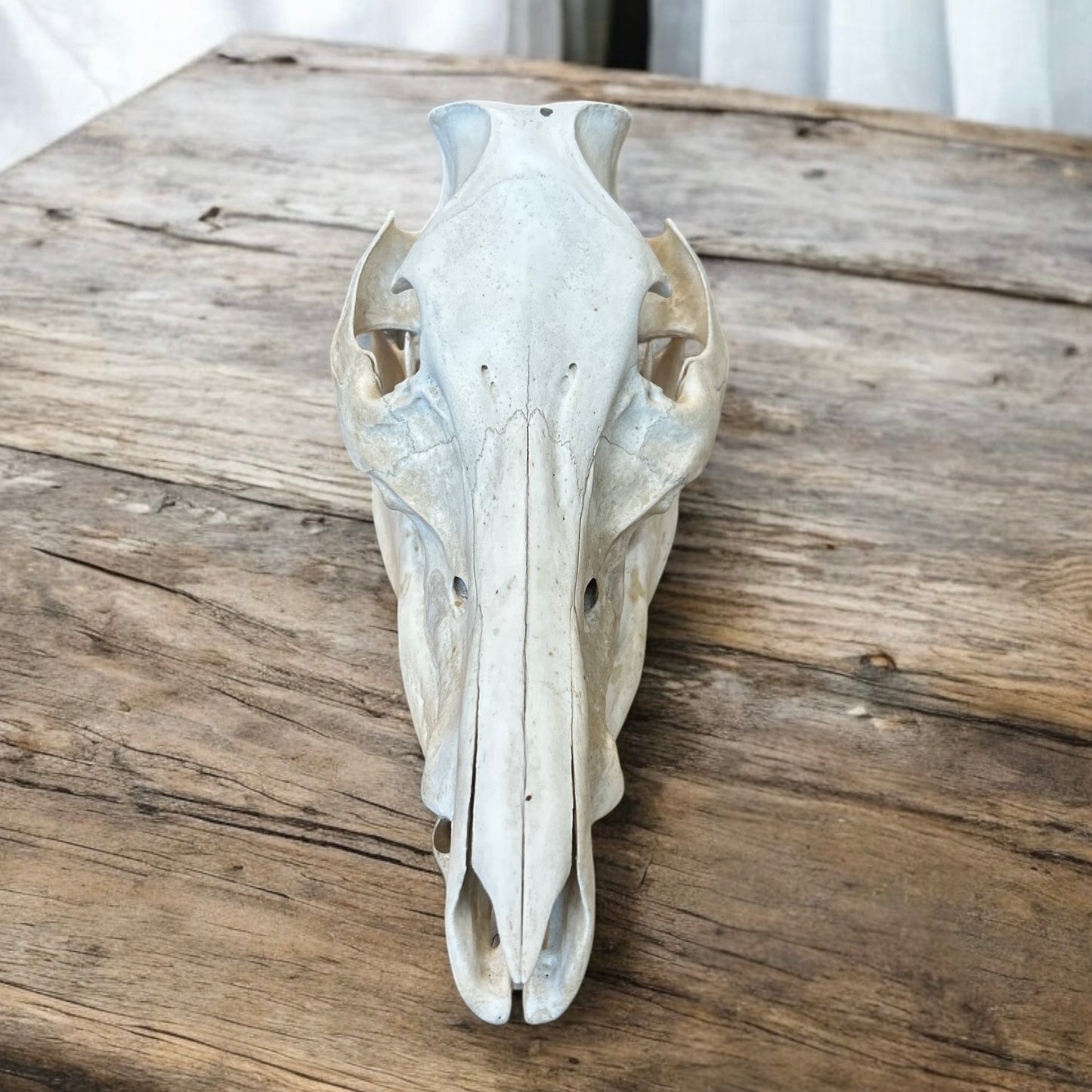Pig Skull