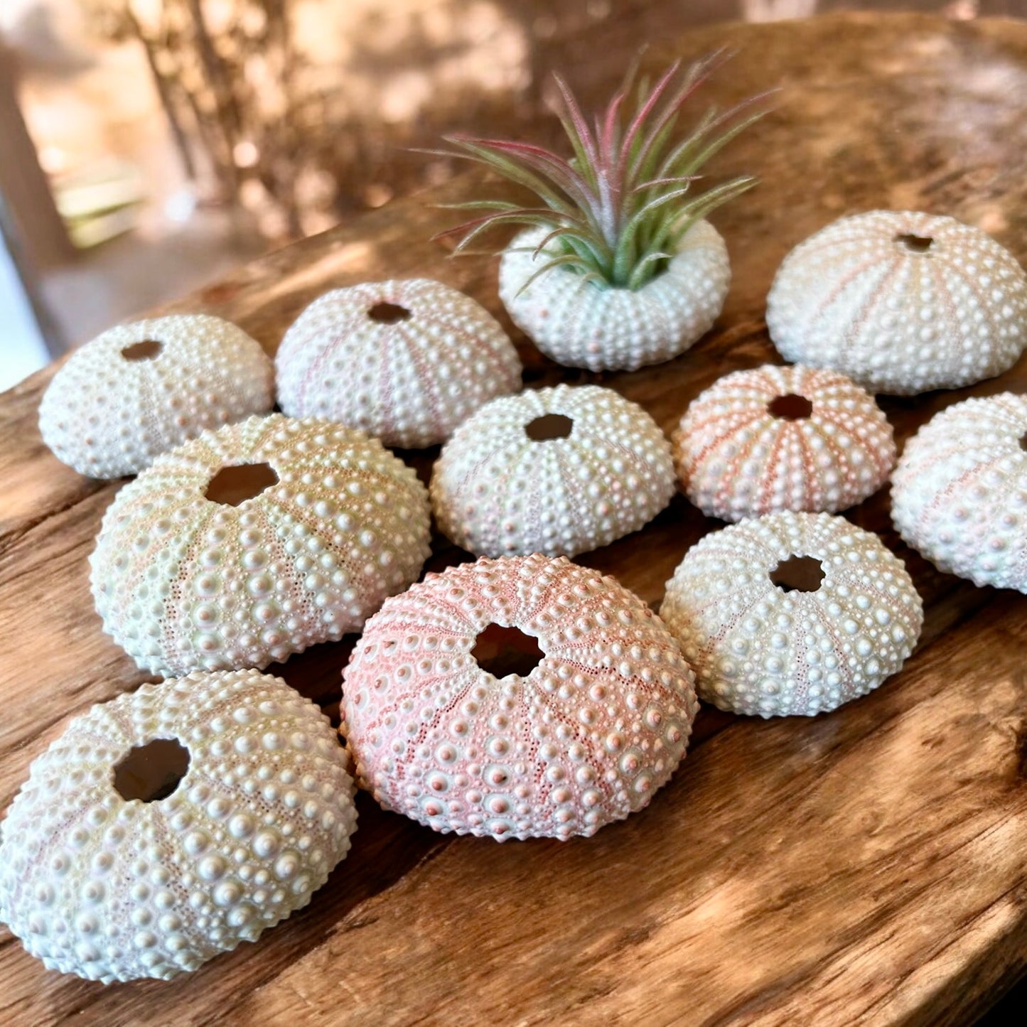 Tiny Pink Sea Urchin Air Plant Holder Shell