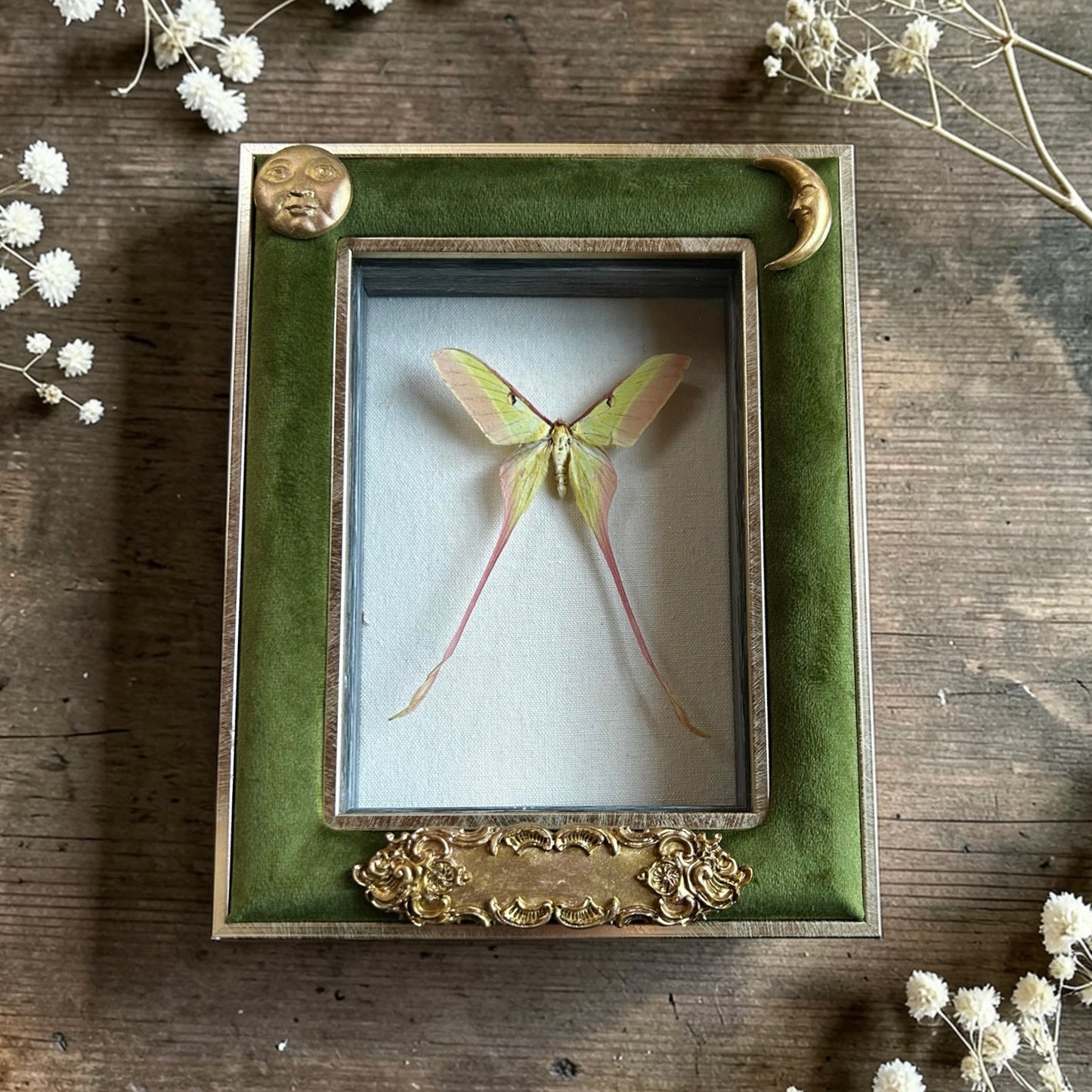 Moon Moth Frame