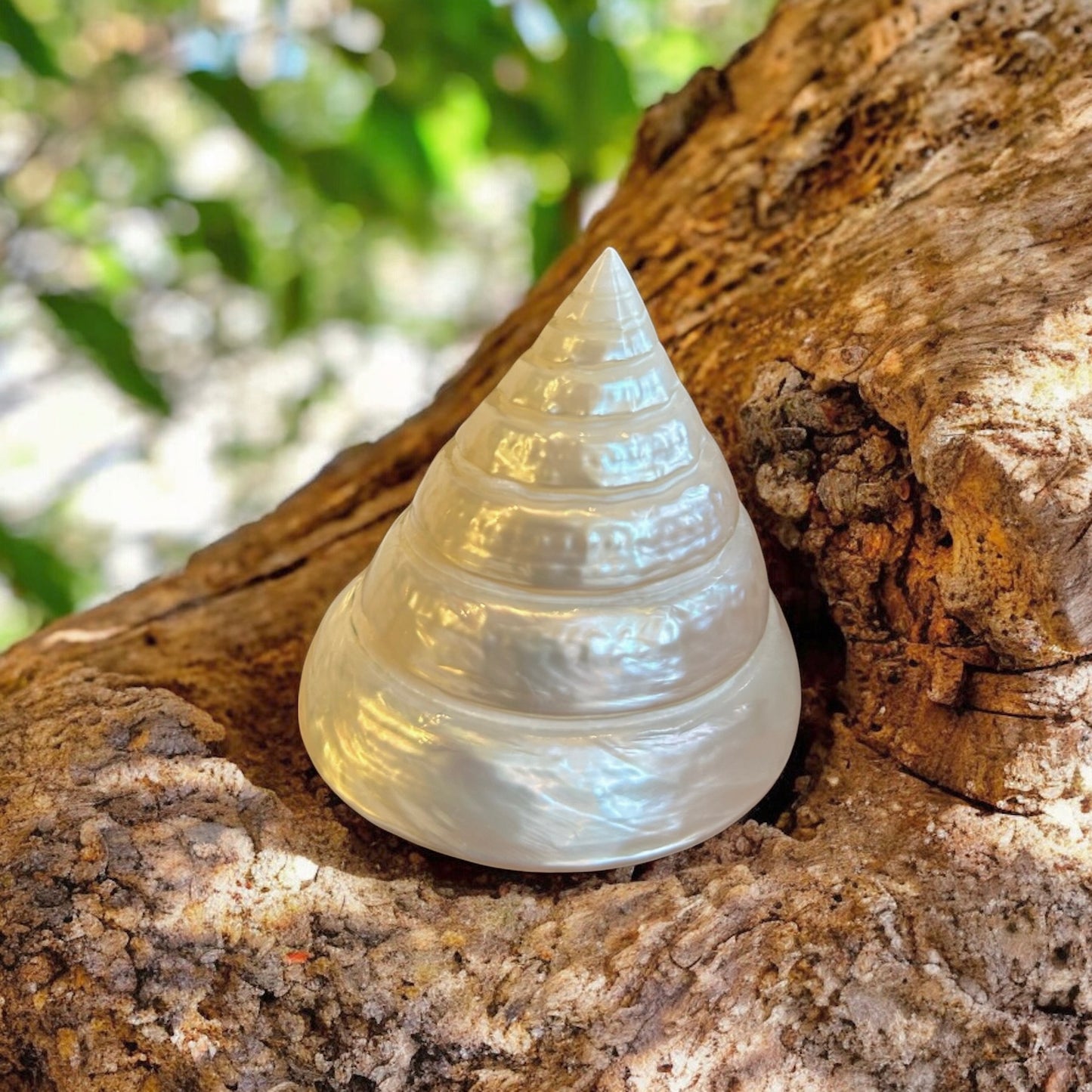 Trochus Pearl Shell