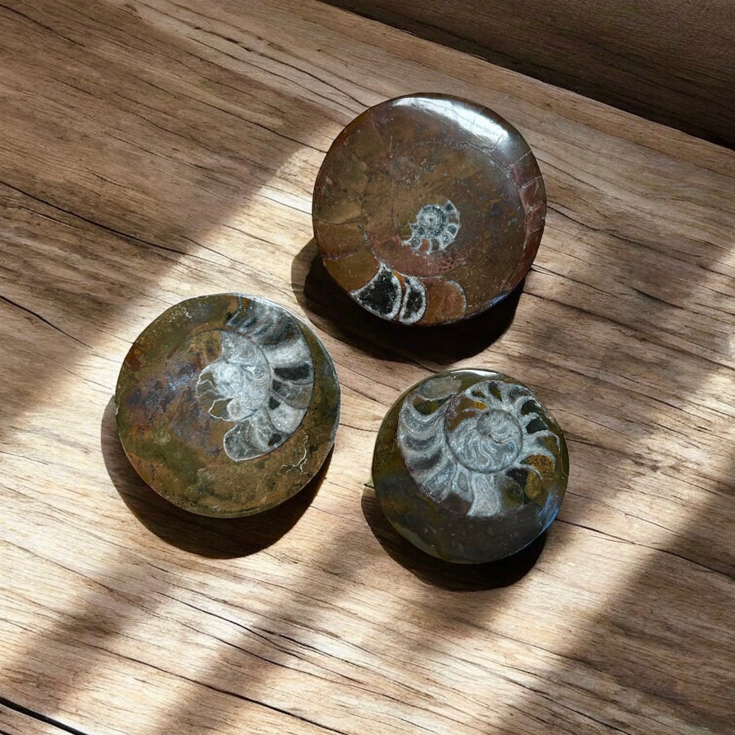 Ammonite Fossil Polished