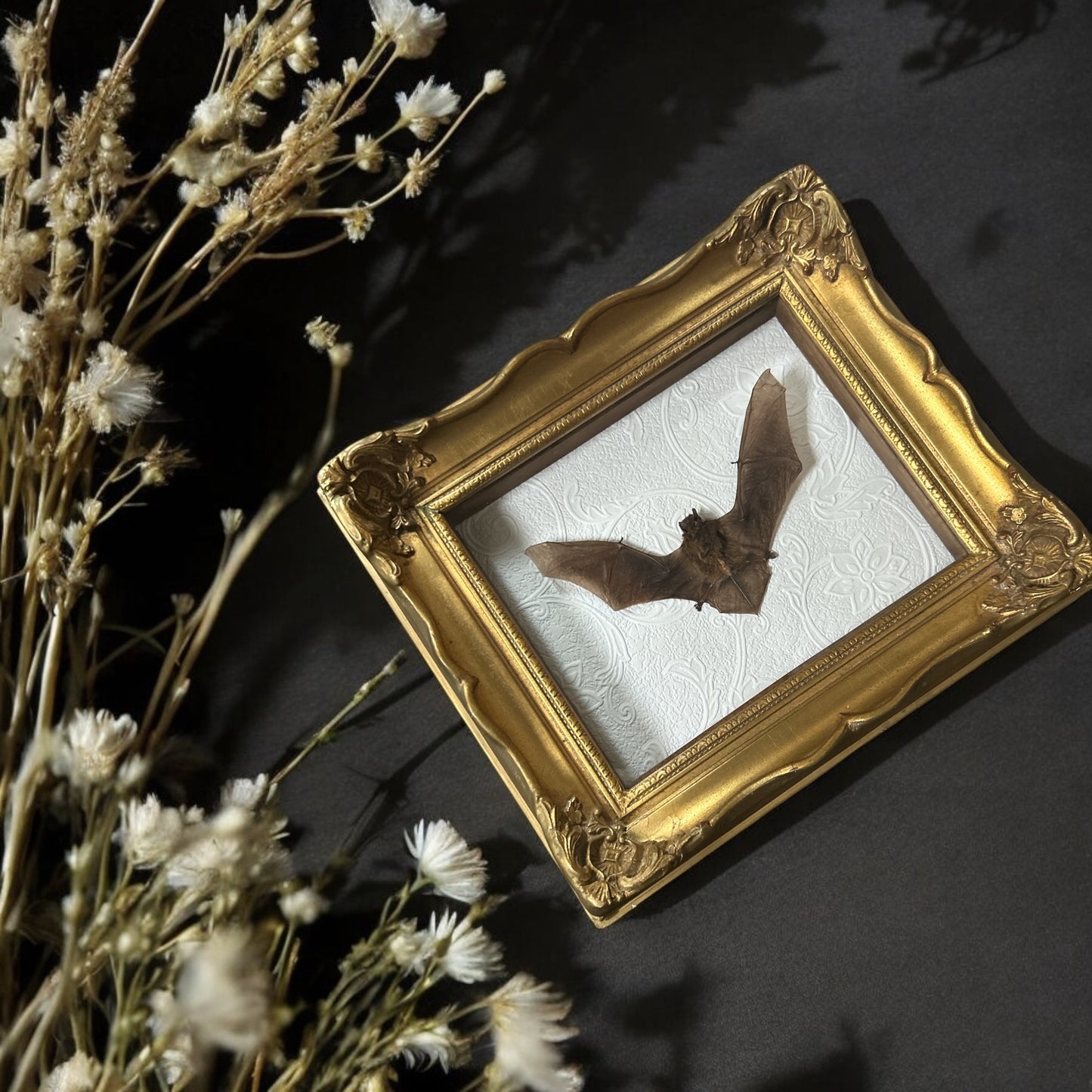 Pipistrells Fruit Bat with Vintage Frame