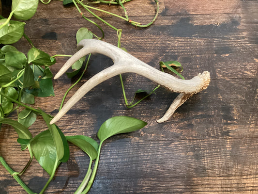 Deer Antler
