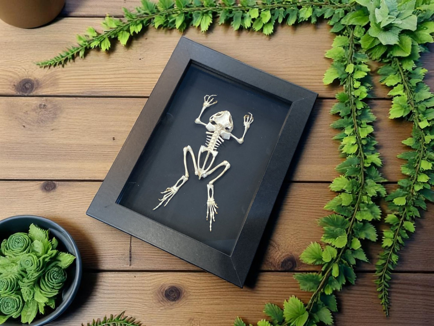 Asian Black Spined Toad Frog Skeleton Frame